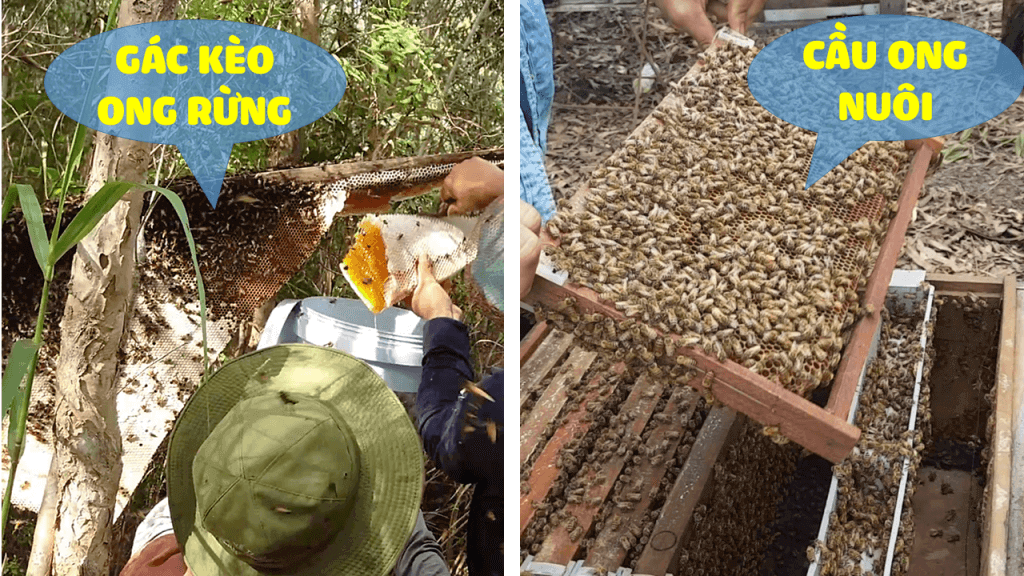 Mật ong rừng tràm U Minh khai thác bằng gác kèo ong khác với mật ong nuôi