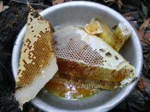 Mật ong rừng U Minh - Nguyên tổ