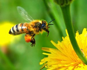 phân biệt mật ong thật và mật ong giả