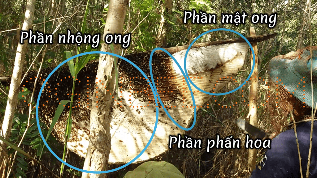 Gác kèo ong ở rừng tràm U Minh hạ